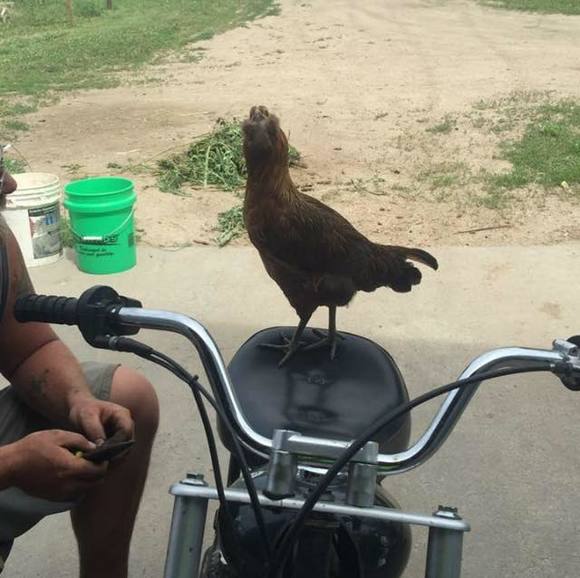 Meet your Posher, Isaac - Picture 1 of 1